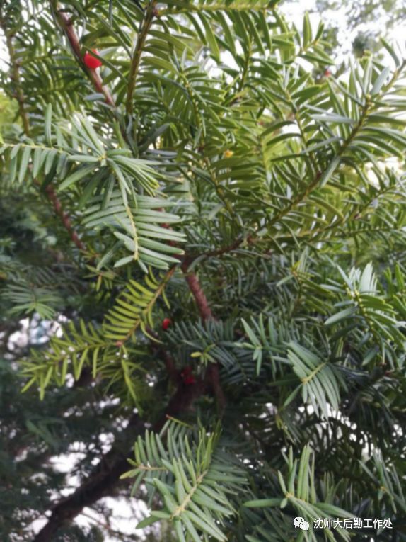 花语:高傲科属:红豆杉科,红豆杉属学名:taxus cuspidata别名:紫杉,赤